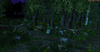 forest2.png