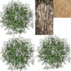 Tree2.png