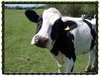 nightelfbordercow.jpg