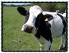 wintercow.jpg