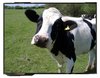 terrancow.jpg