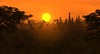 -Savannah Sunset.png