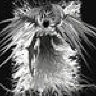 winged_god