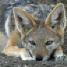 TyrannisUmbra