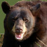 Savage Bear