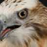 Hawk-Speed