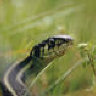 Garden Snake Lord