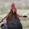 Swordborne