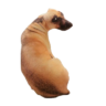 StrangeShark72