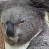 Koala_Maps