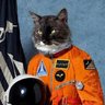 Sgt.Fluffy