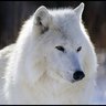 White Wolf