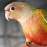 quackerd