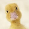 sneakyduck