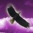 BlackHawk