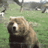 a Bear
