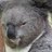 Koala_Maps