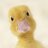sneakyduck