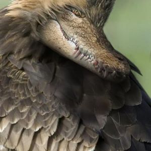 Funny Animals01