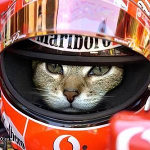 Funny Animals02