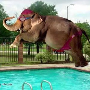 Funny Animals03