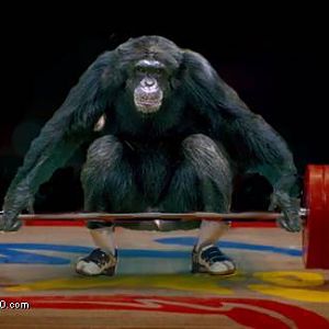 Funny Animals04