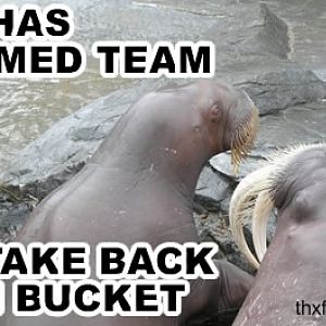 randompictures