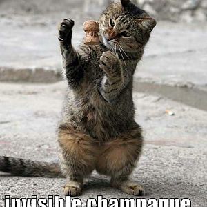 Funny cat pics 1