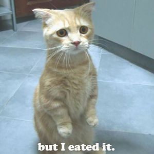 Funny cats