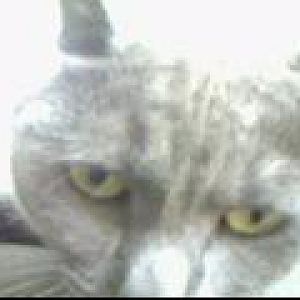 KITTY!