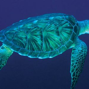 Turtles