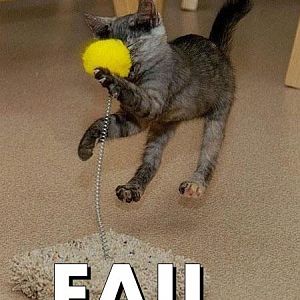 LolCats