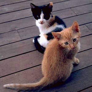 Pussies!