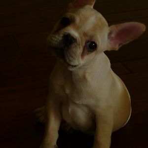 Pug Pics