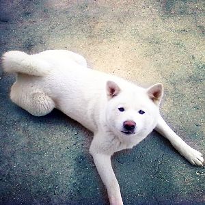 my dog