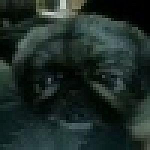 My pets