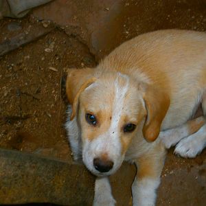 Cute Dogs :>