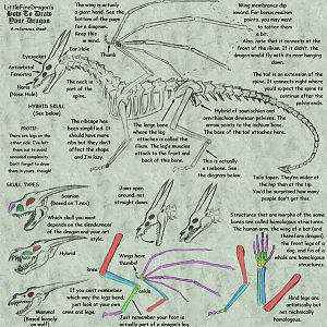 Dragons
