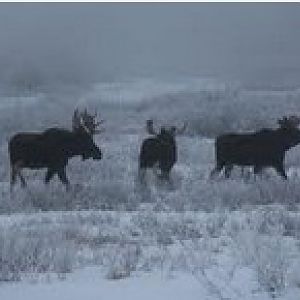 Moose Pictures