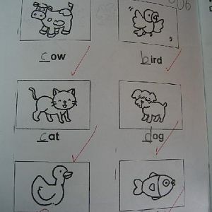 Animal Test