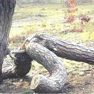 TreeLOL