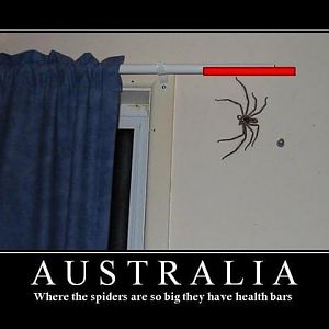 Spiders