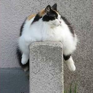 new monorail kitteh