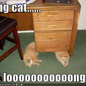 long cat.....