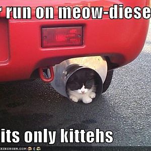 kitteh car