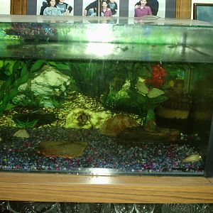Our fishtank.