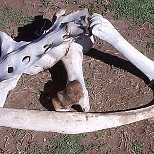 afew of my bones.