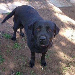 My dog ebony.