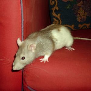 Hope my rat