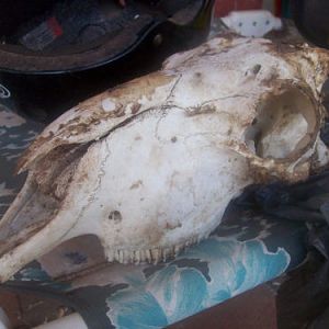 Joe the sheep skull.